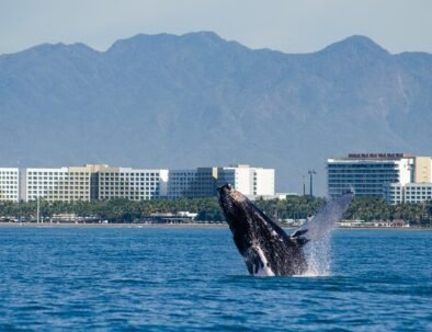 Whale watching